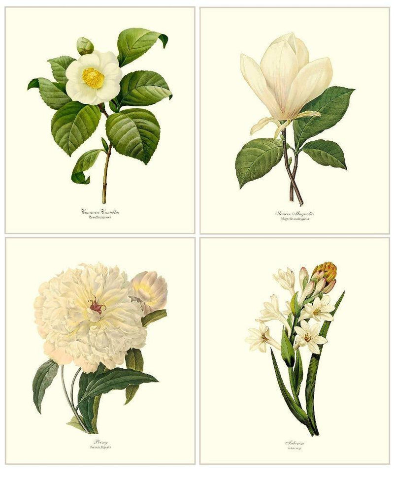 white-botanical-flower-prints-set-vintage-floral-botanical-art