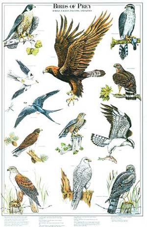 all birds chart