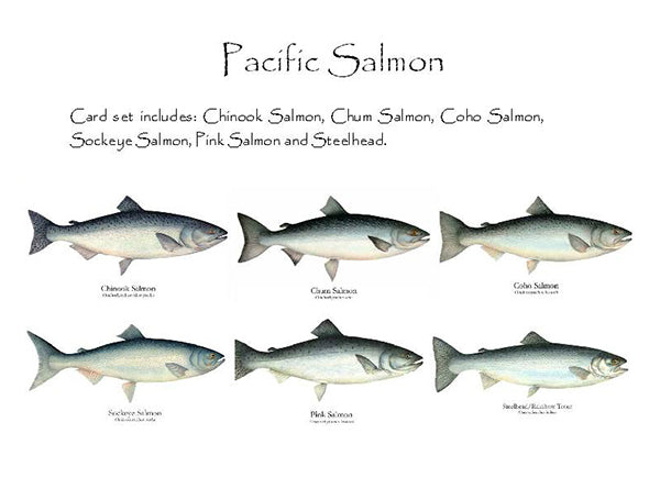 Pacific Salmon Charting Nature 6957