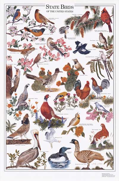 all birds chart