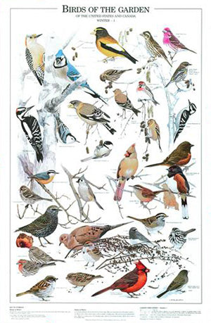 Woodpecker Identification Chart
