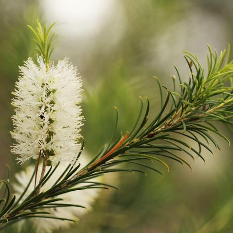 What are Tea Trees?