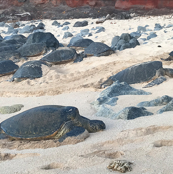 hookipa turtle beach maui mischa
