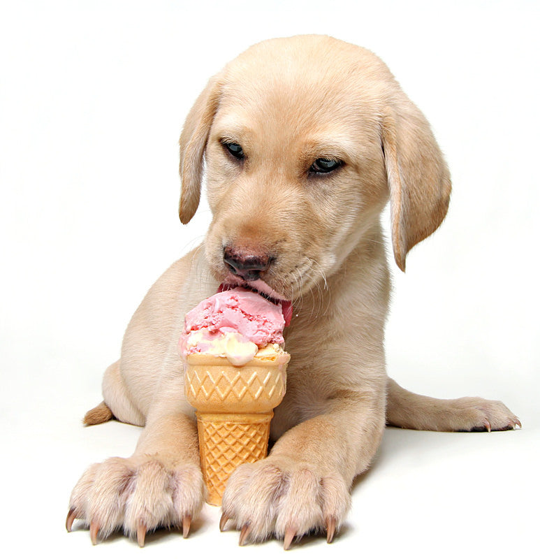 is it okay for dogs to eat ice cream