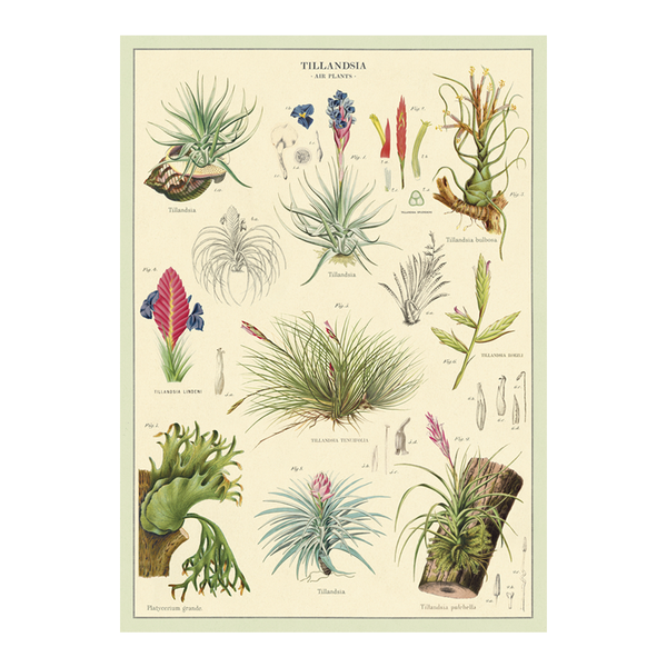 Cavallini Vintage Poster Air Plants