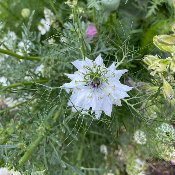 Flora Grow Seed Pack Nigella Persian Jewels