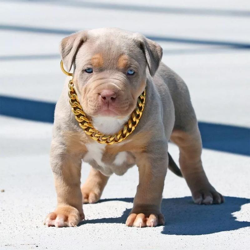 puppy dog chain