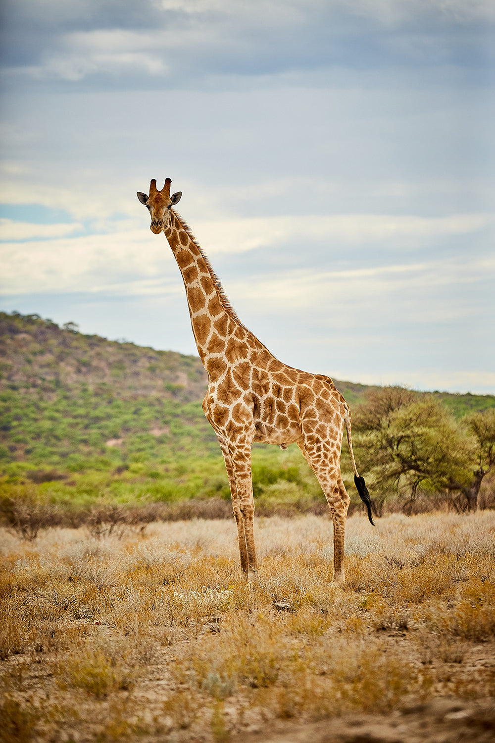 Namibai Giraffe