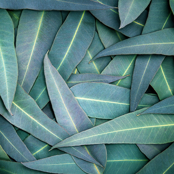 eucalyptus.png