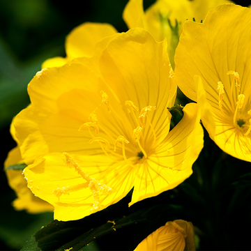 evening primrose.png