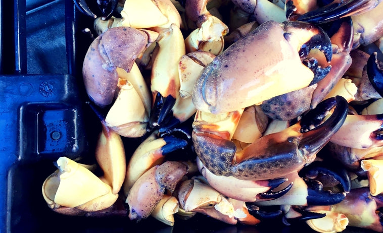 Fresh Stone Crabs