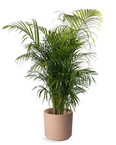 Majesty Palm from Green Fresh Florals + Plants