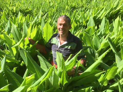 Dr Doug in a field of Turmeric plants - best turmeric products Australia