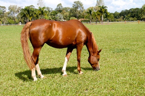 A Horse no longer suffers from itchiness
