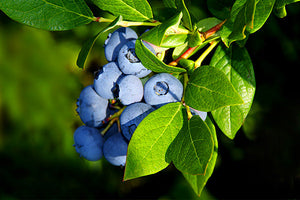 Blueberry Bushes image