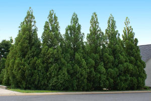 Cryptomeria Trees image