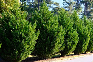 Cypress Trees image