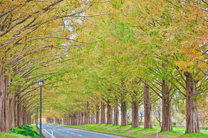 Redwood Trees image