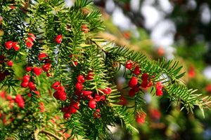 Yew Trees and Shrubs image