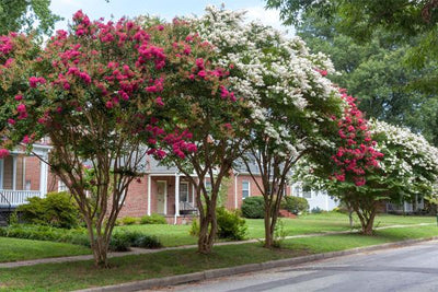 Popular Crape Myrtles