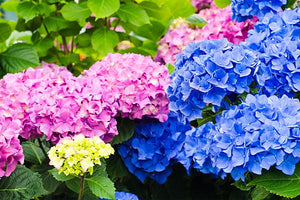 Endless Summer® Hydrangeas image