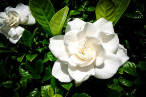 Gardenia Shrubs image