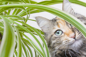 Pet Friendly House Plants image