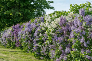 Lilac Shrubs and Trees image