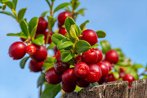 Lingonberry image