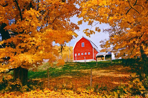 Maple Trees image