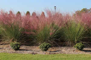 Ornamental Grasses image