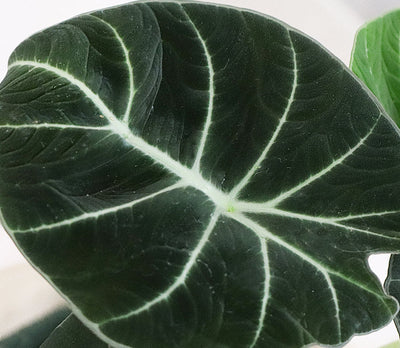 Explore Rare House Plants