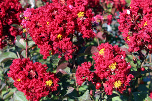 Red Crape Myrtles image