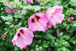 Rose of Sharon Althea Shrubs image