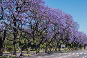 Trees with Blue Flowers image