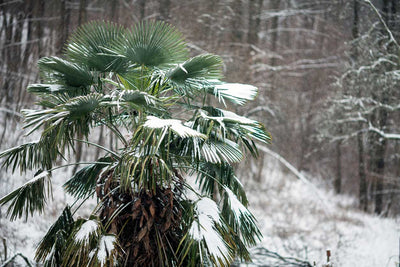 Cold Hardy Palm Trees