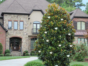 Flowering Evergreens image