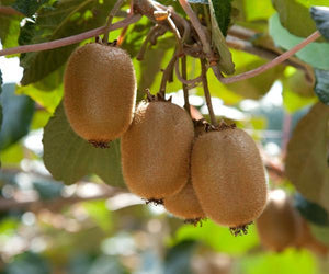 Kiwi Plants image