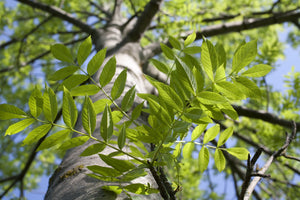 Ash Trees image