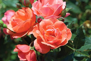 Knock Out® Roses image