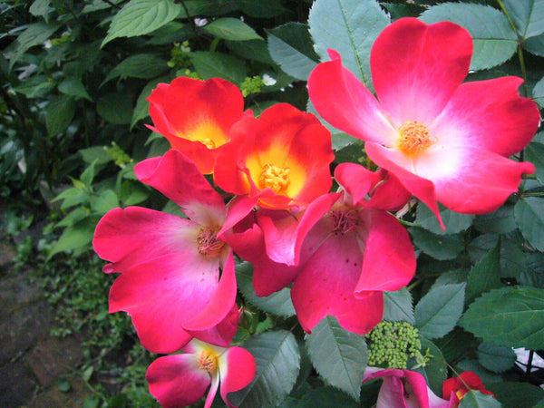 Knock Out Rose Trees