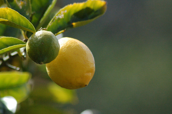 Lemon Trees for Summer