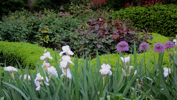 Garden Design: Boxwoods