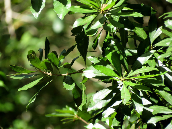 Wax Myrtles