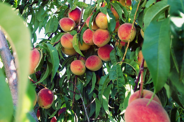 Peach Tree Spotlight, Frost Proof