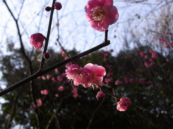 Flowering Plum