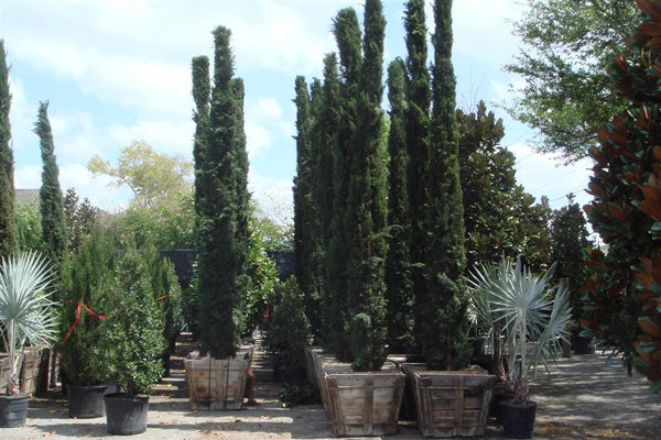 Italian Cypresses