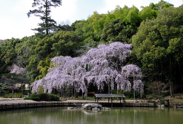 Weeping Cherry Trees