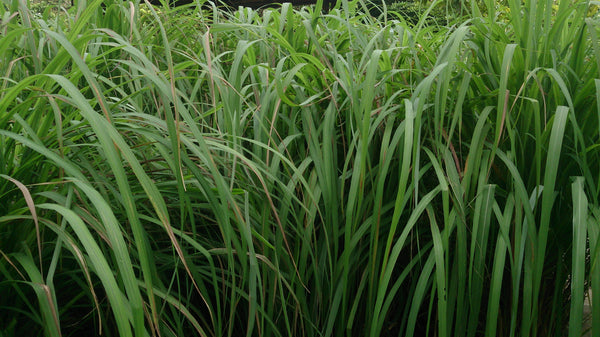 Citronella Plant and Grasses
