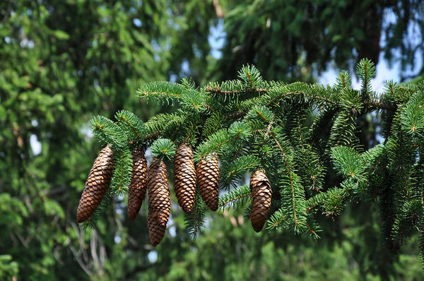 Evergreen Foliage